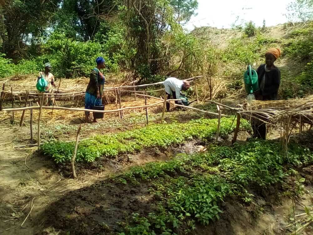 Read more about the article Deepening Environmental Resilience of the Togo Plateau Landscape in the Guan District, Ghana